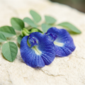 Blue Pea